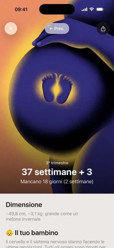 Gravidanza settimana per settimana — 40 illustrazioni originali